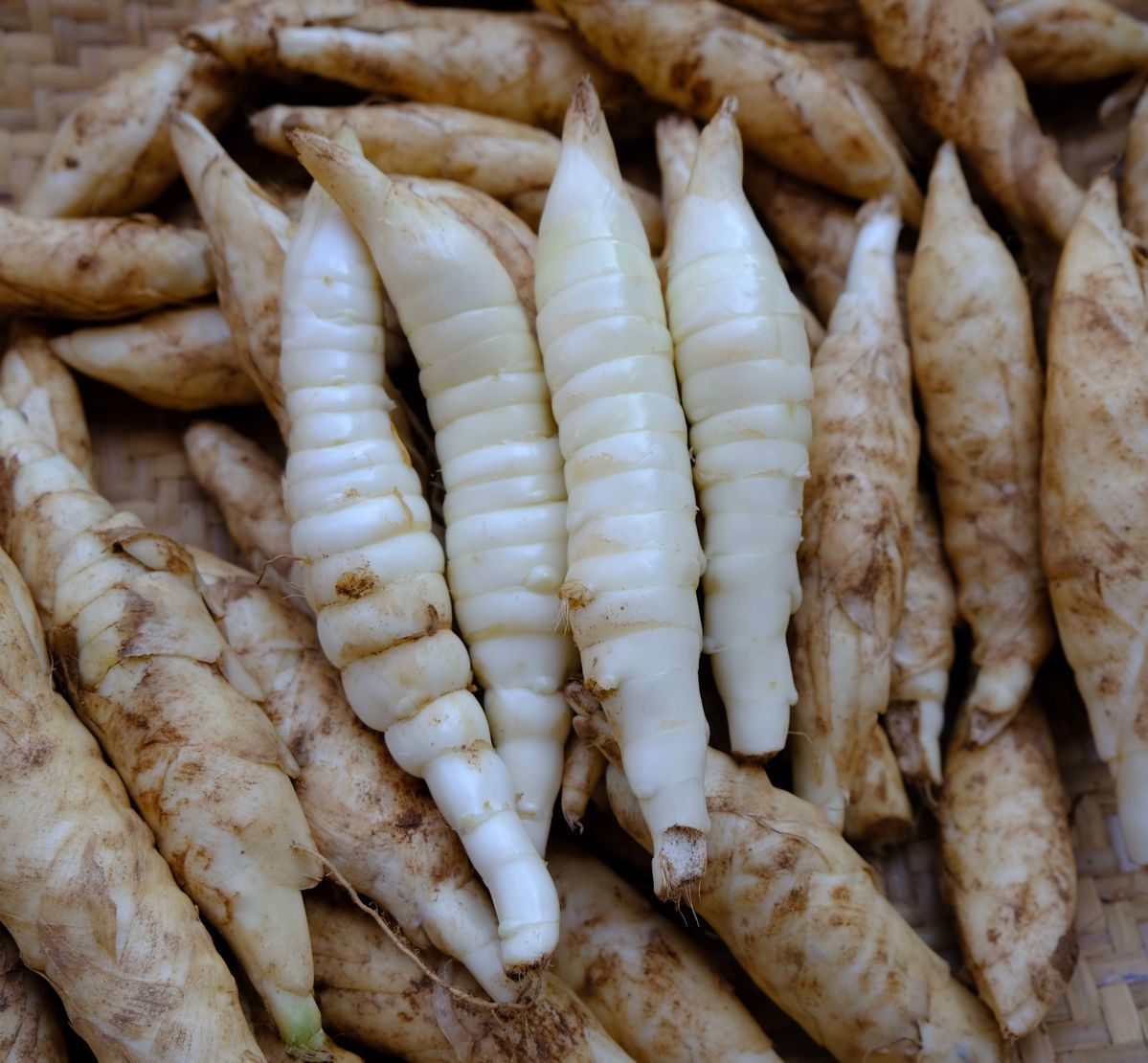 信宜市竹芋 广东新鲜现挖冬粉薯竹薯产地直供欢迎咨询订购。