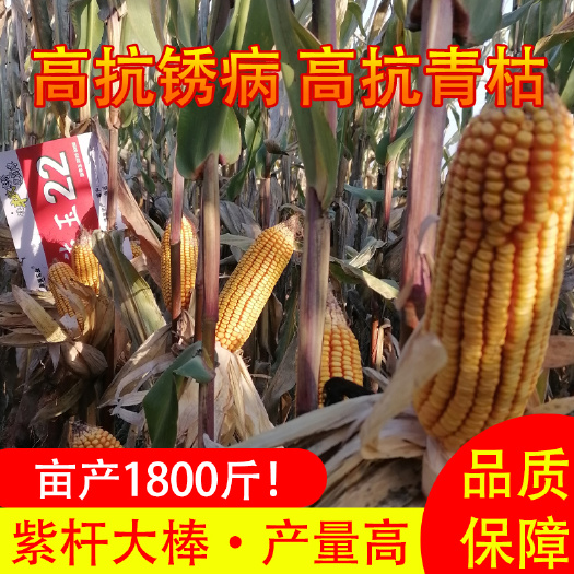 济宁甜玉米种子  兰德玉22国审高产玉米种批发紫杆红轴矮穗大棒抗倒伏抗锈病青枯
