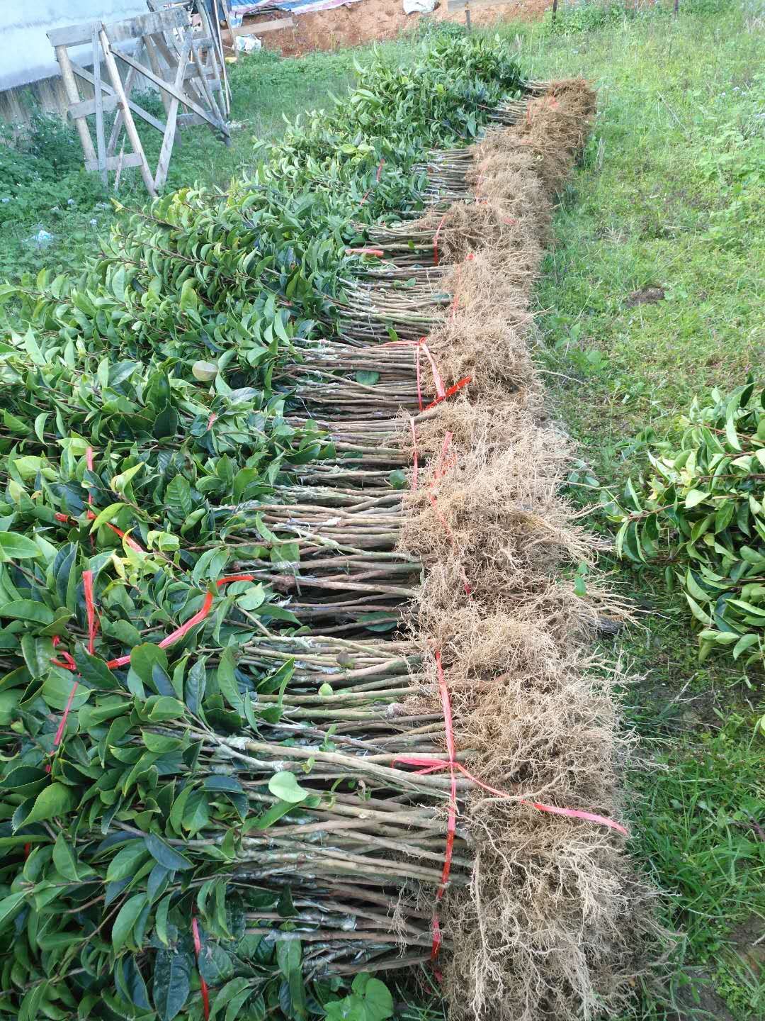 大果红花油茶苗    红花大果油茶苗