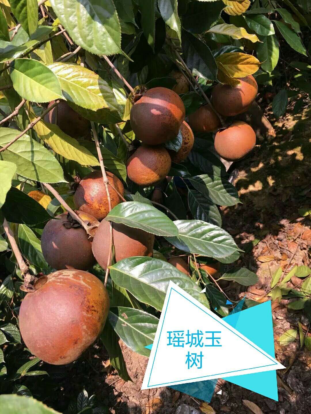 大果红花油茶苗    红花大果油茶苗