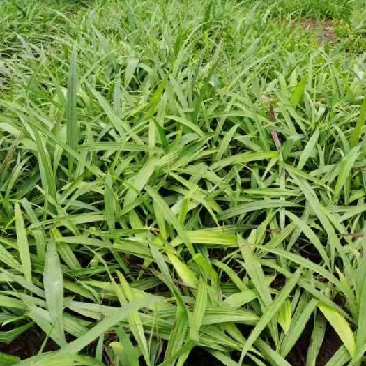 西充县紫花白芨苗  5分一株。您联系我就对了！一手货源啊，
