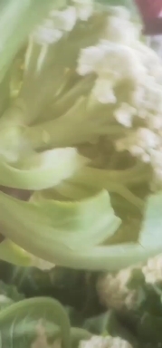 枝江市白花菜花 枝江有机花大上市，花白，个头均匀