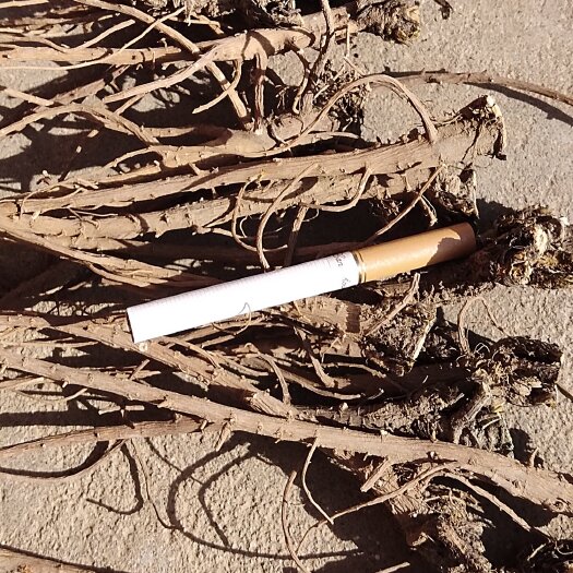 正宁县北柴胡切片硬货！含量好！质量优！