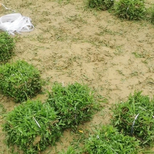四会市A货大叶油草