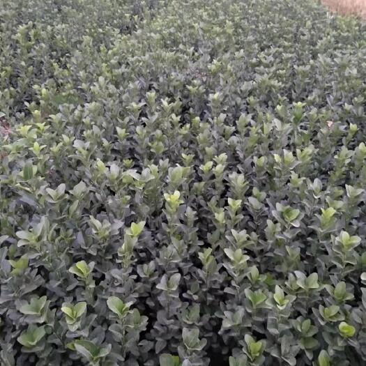 枣强县 个人种植冬青卫矛