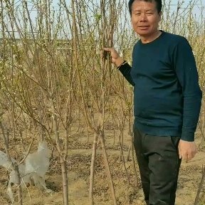 营口大红袍李子苗，保证纯度保证质量保证成活一二三年生的苗