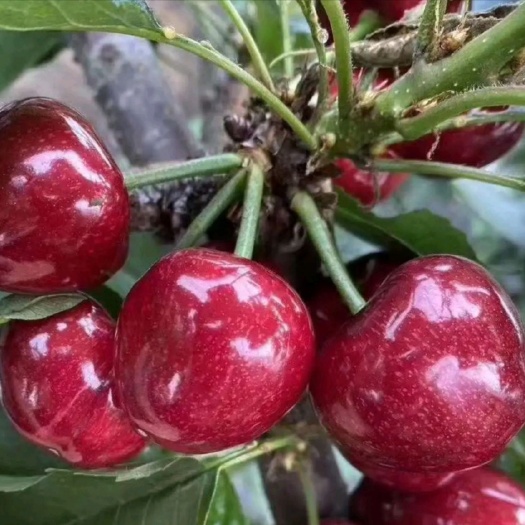 泰安美早苗  矮化樱桃苗  美早樱桃苗，矮化美早大樱桃树苗，看苗挖苗，质量