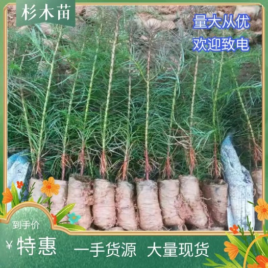 兴义市精品杉木树苗 ，场地直销，量大从优，一手货源