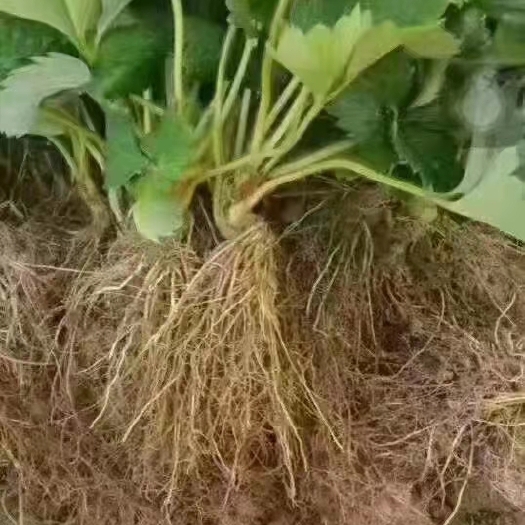 泰安草莓苗，现挖现发品质保证，量大价格优惠！