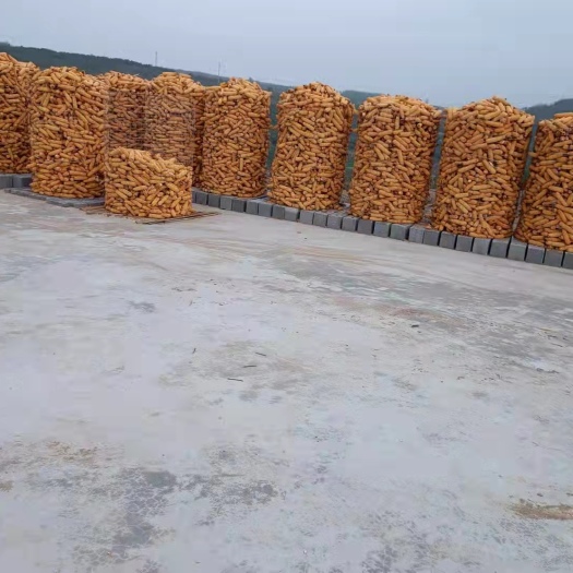 大连干玉米 出售大连玉米