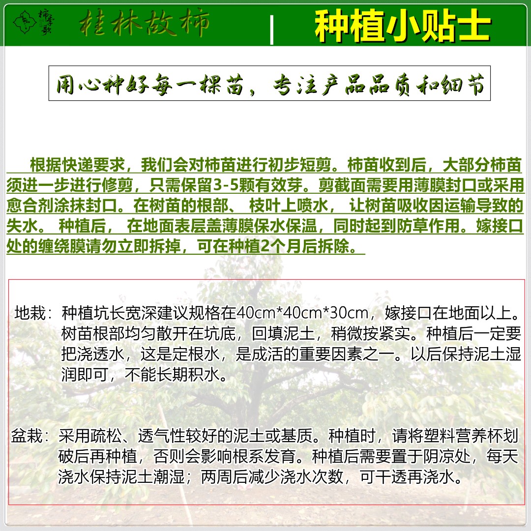 太秋甜柿苗  以价格与质量赢合作 基地直发 全程指术指导