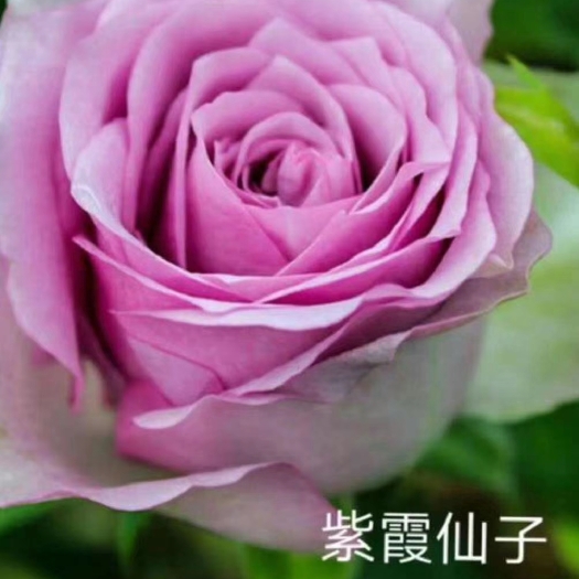 昆明紫色系月季苗 品质保证 苗子清秀 基地供应
