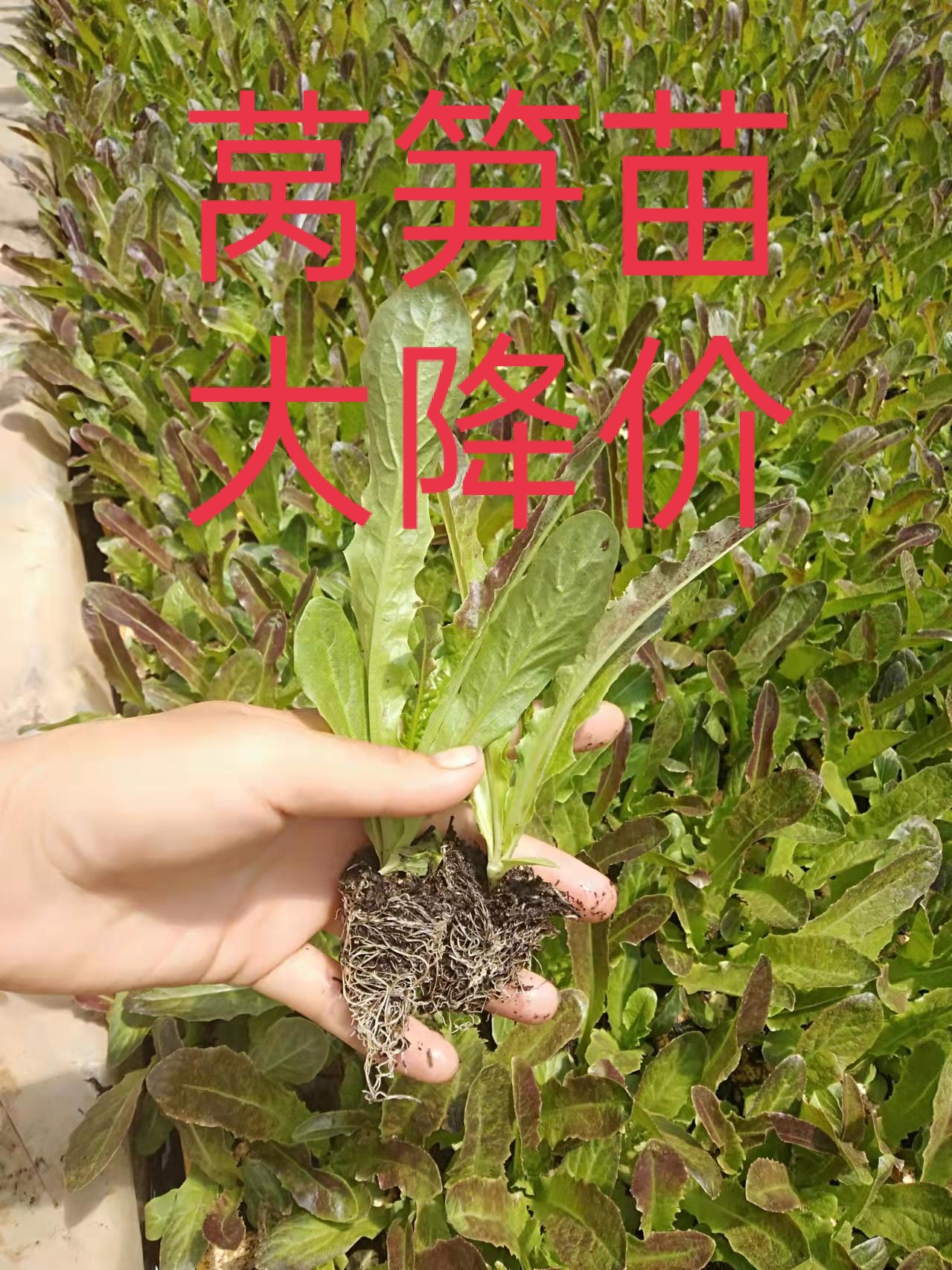 萵筍苗  基地直供，批發(fā)，零售，成活率高