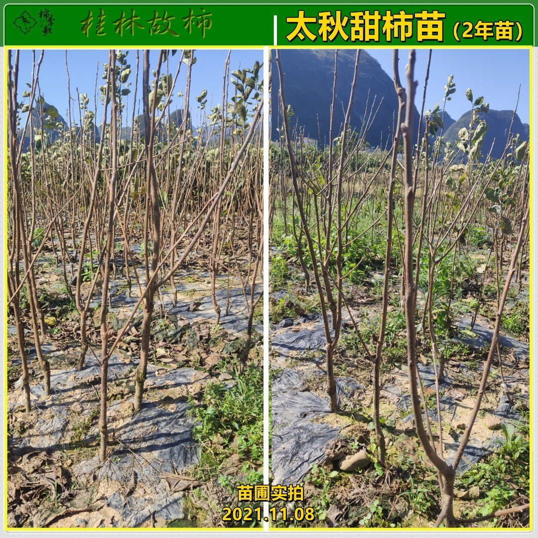 太秋甜柿苗  以价格与质量赢合作 基地直发 全程指术指导