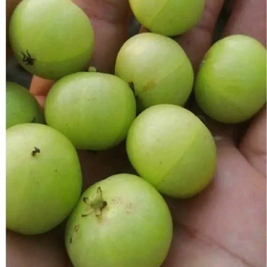 攀枝花长期大量出售余甘果，橄榄果，确保一手货源产地直发