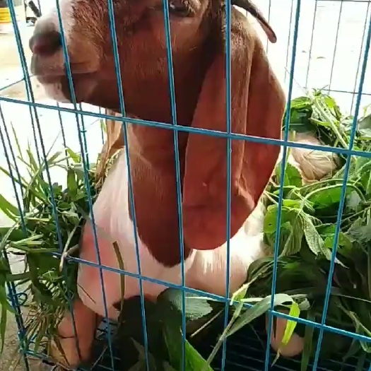 纯种波尔山羊，种公种母羊怀孕母羊，货到付款，运输途中伤亡包赔