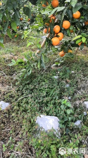 广西沃柑本地种植大量的沃柑一手货源，一对一跟农民对接。