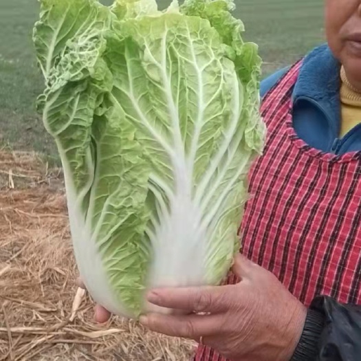 泰州黄心大白菜定金链接