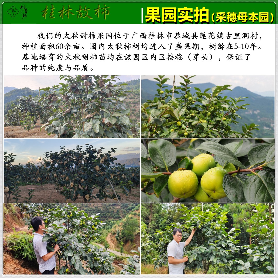 太秋甜柿苗  以价格与质量赢合作 基地直发 全程指术指导