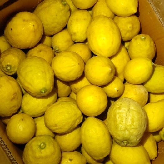 广州广东无籽香水柠檬黄果