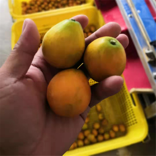 灵山县脆蜜金柑苗  脆蜜金柑树苗，广西融安脆蜜金桔树苗
