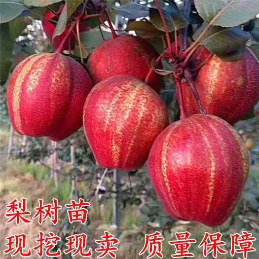 泰安早酥红梨树苗批发 2年红梨苗新品种-早酥红梨苗基地供应