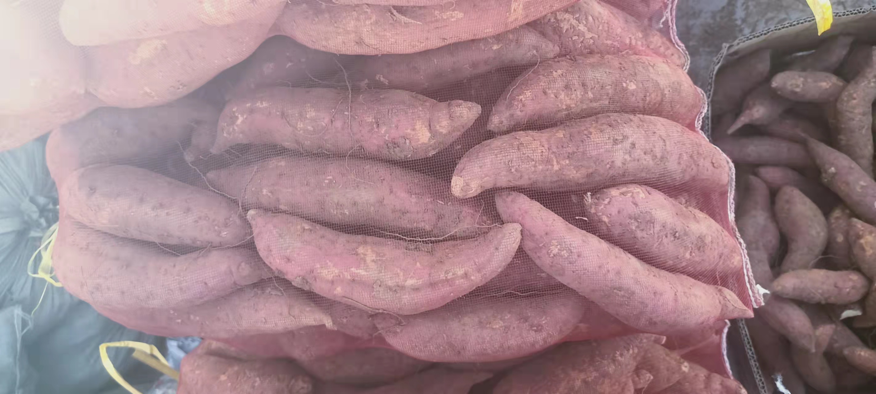优质西瓜红，商薯19