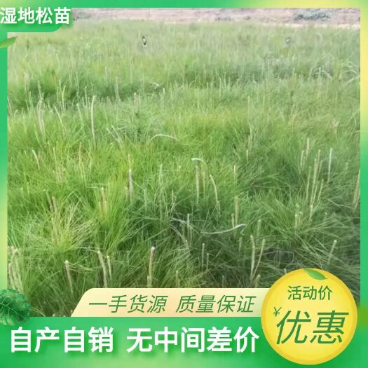 湿地松树苗  湿地松又名美国松，场地直销，量大从优，长势良好