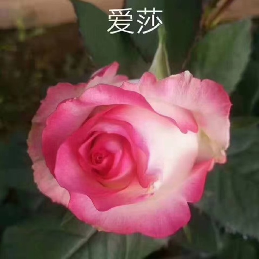 昆明大花月季苗 艾沙品种 花色漂亮 品种纯正