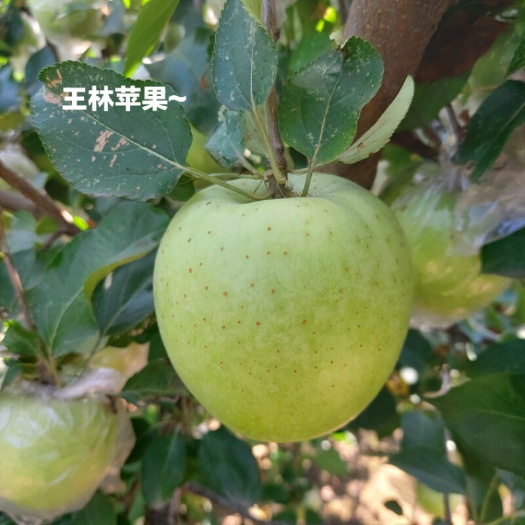泰安王林苹果树苗 王林苹果苗基地，中晚熟品种，品种纯正。基地直销