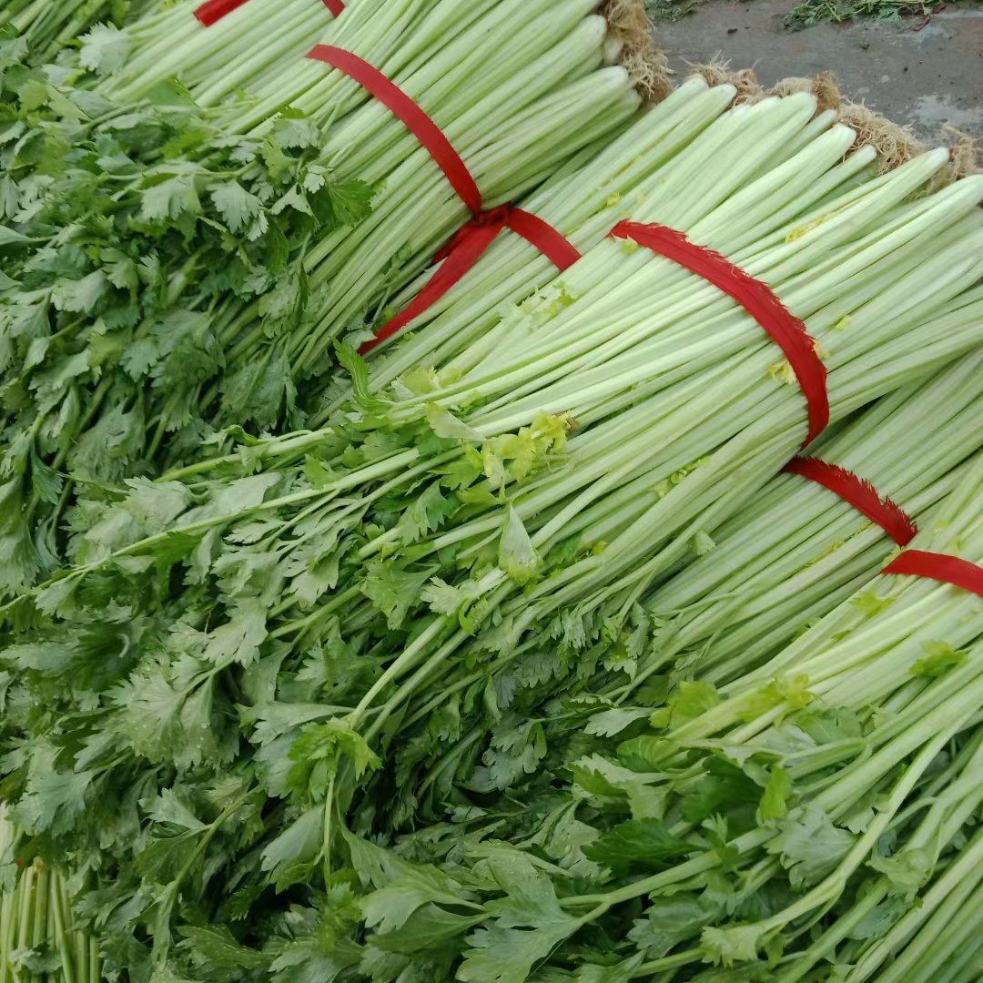 精品西芹，高约四十公分，价格便宜，质量保证