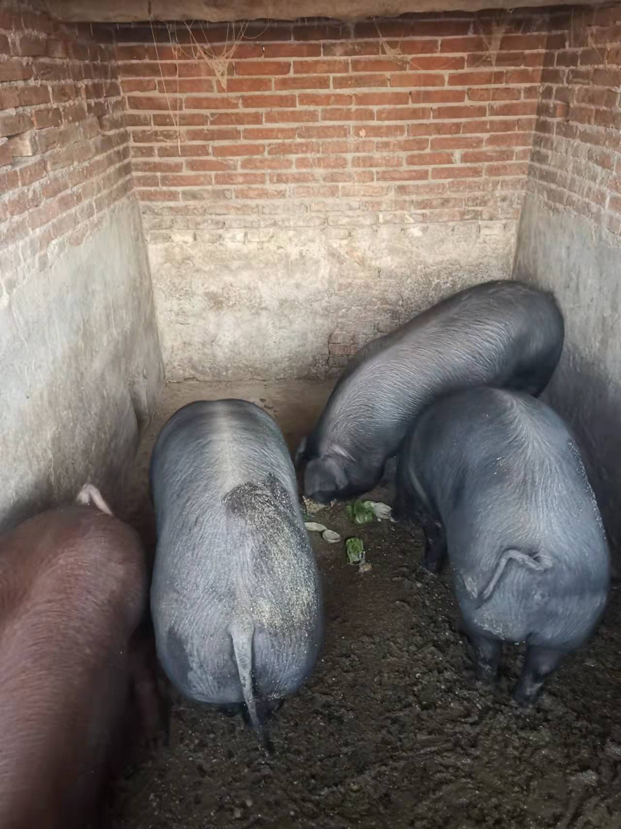 平山县黑猪 农户猪一年半肥猪