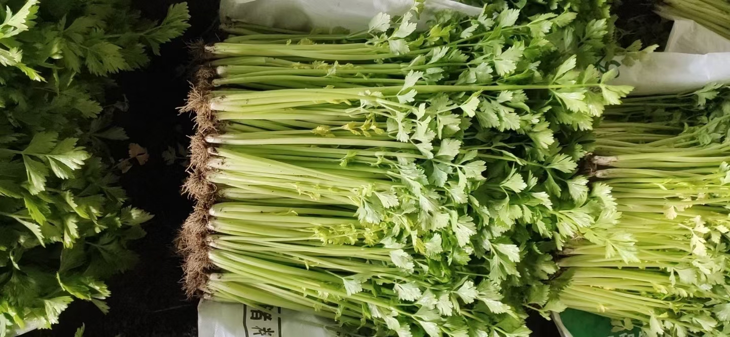 精品西芹，高约四十公分，价格便宜，质量保证