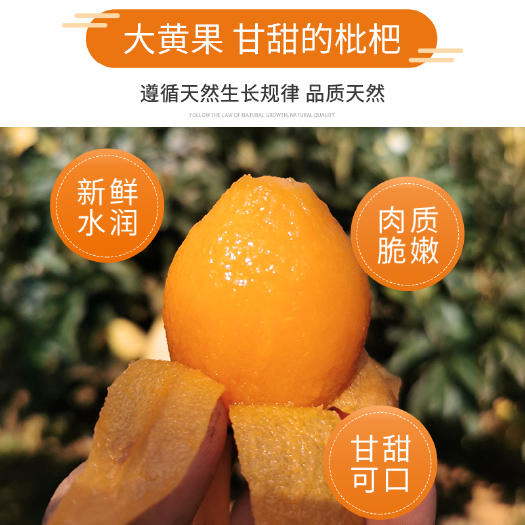 蒙自市【云南蒙自枇杷】产地果园新鲜直发 果大味甜 商超电商微商