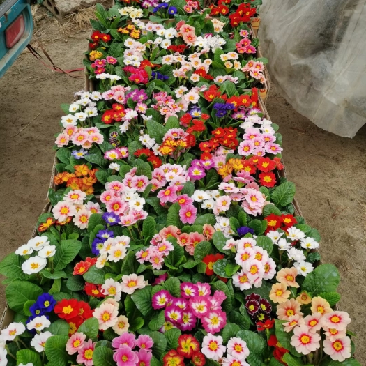 青州市报春花，花色多，混色出货，单瓣重瓣都有货，需要随时联系