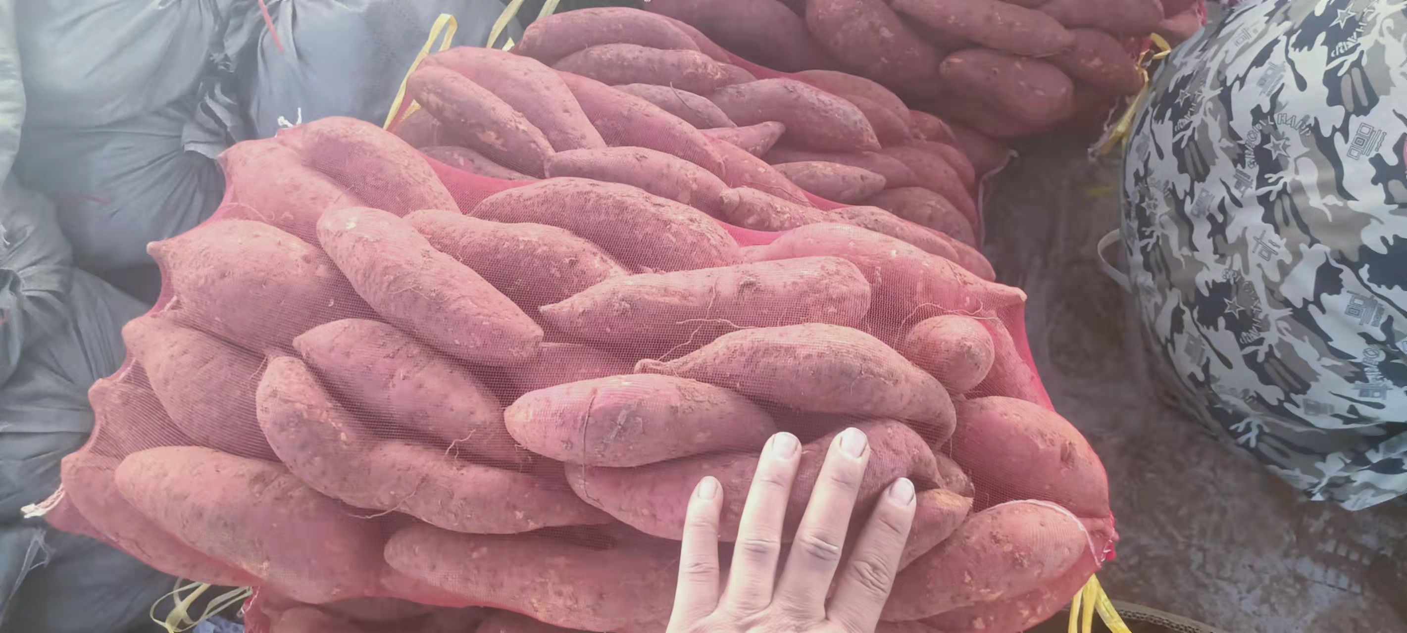 优质西瓜红，商薯19