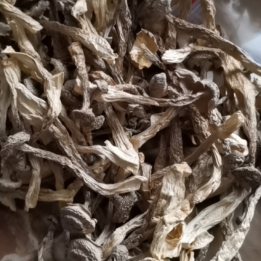 广昌县鹿茸菇