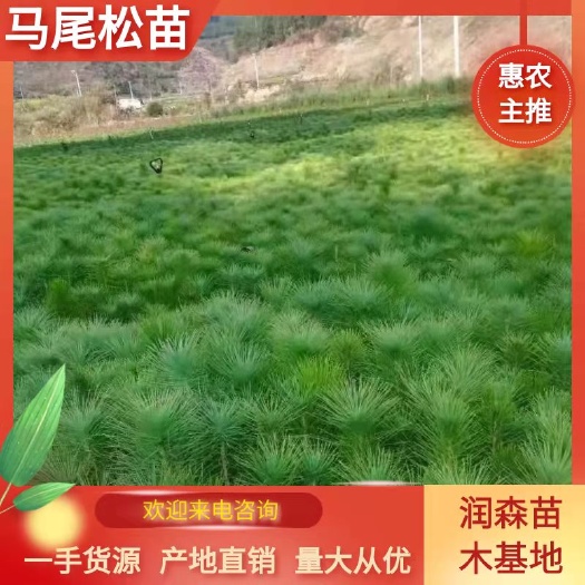 出售优质马尾松，一手货源，自产自销，现货批发，量大从优
