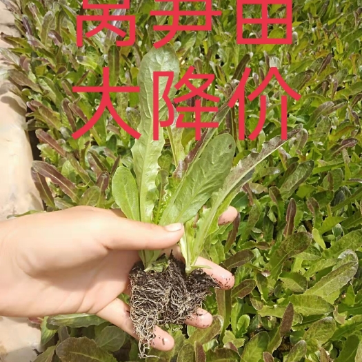 通海县莴笋苗  基地直供，批发，零售，成活率高