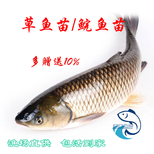 广州草鱼苗|白鲩鱼苗|脆肉鲩鱼苗|白鲢花鲢鱼苗|四大家鱼