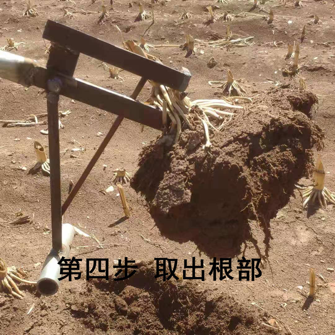 镐 拔秧苗根，茄秧辣椒秧根大头菜根等多种菜稞根省力农具