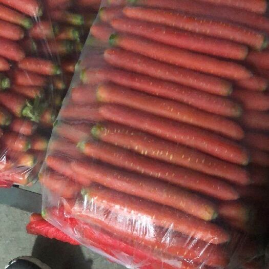 大荔县陕西万亩秤杆红萝卜大量供应！对应各大平台，电商，市场！