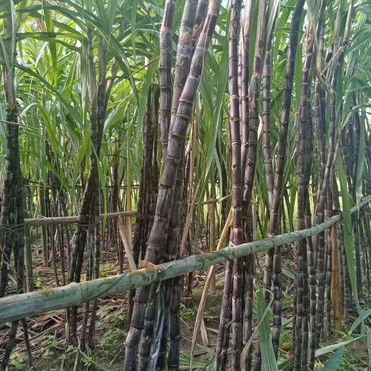 琼中县 甘蔗产地直销，一手货源，质量好，甜度一极。