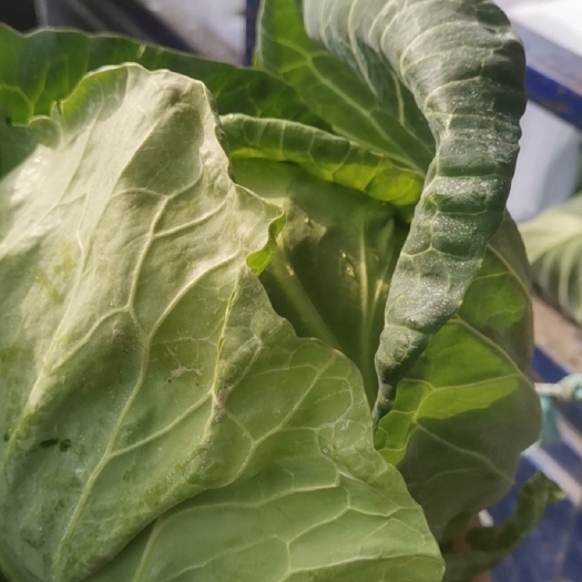 沛县圆包菜 绿宝50和元宝系列甘蓝