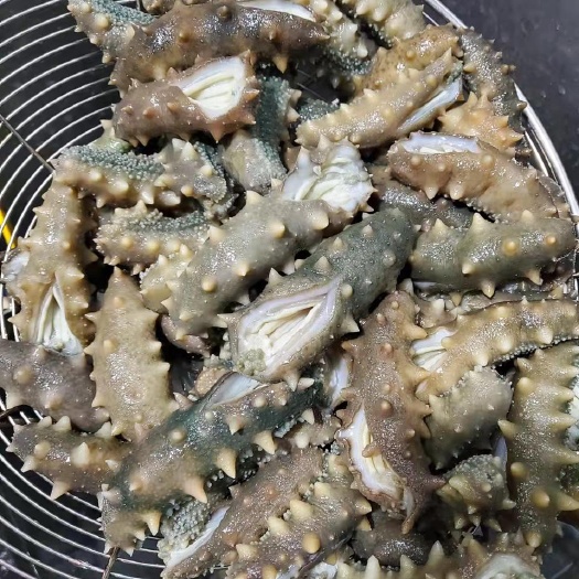 鲜食海参 辽参 即食海参