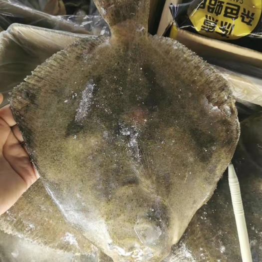 鲜冻 多宝鱼