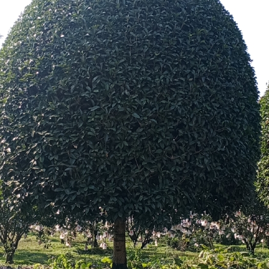 桂花树 精品桂花