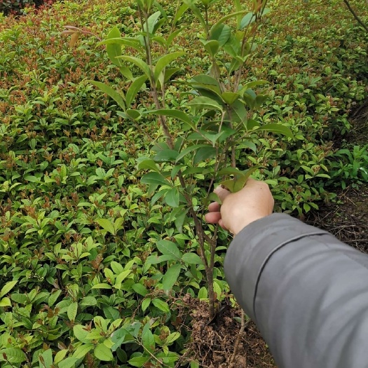 长沙桂花树苗 四季桂小毛球