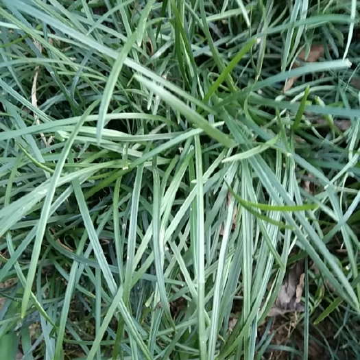 宁强县麦冬草 园林草皮