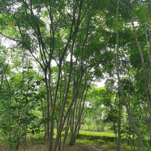 长沙 从生栾树